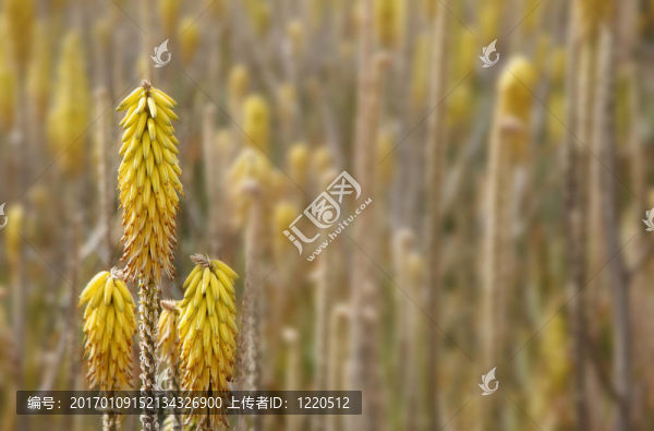 蘆薈的花