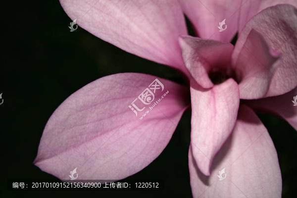 粉紅色的花