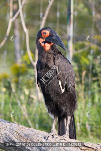 土犀鳥