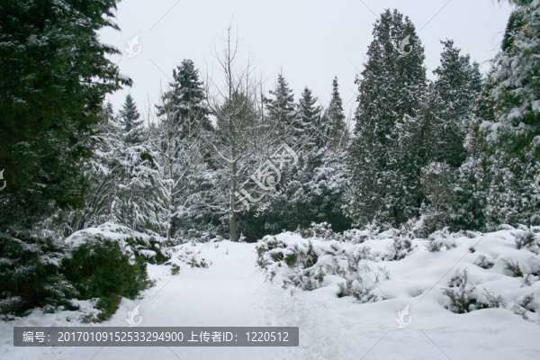 冬季景觀