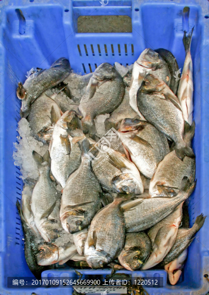 真鯛-匯圖網(wǎng) www.fosd68.com 真鯛