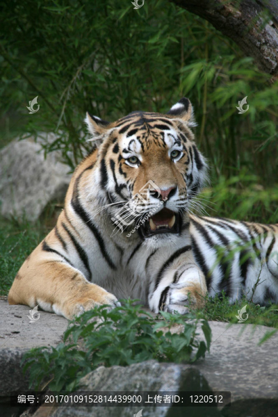 amurtiger