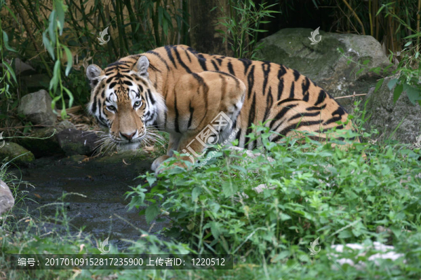 amurtiger
