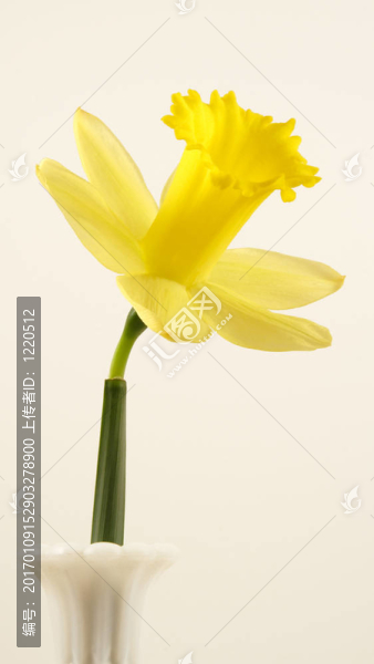 水仙花