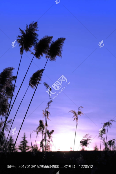 太陽(yáng)集