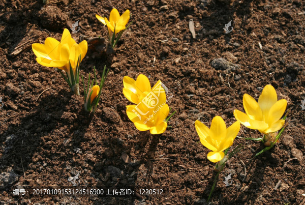 第一個春天的花朵