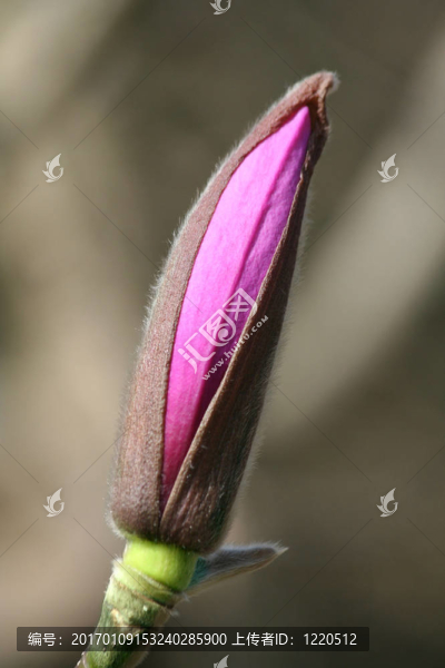 馬格諾利亞芽