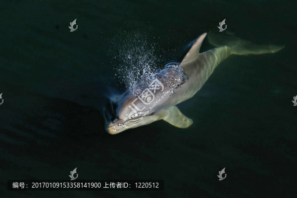 海豚