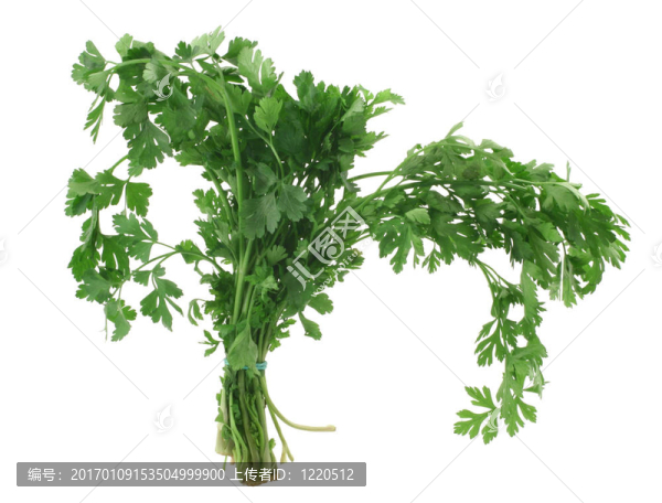 一束新鮮的香菜