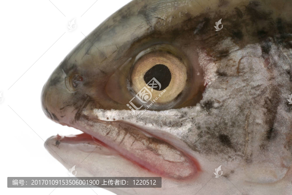 魚頭