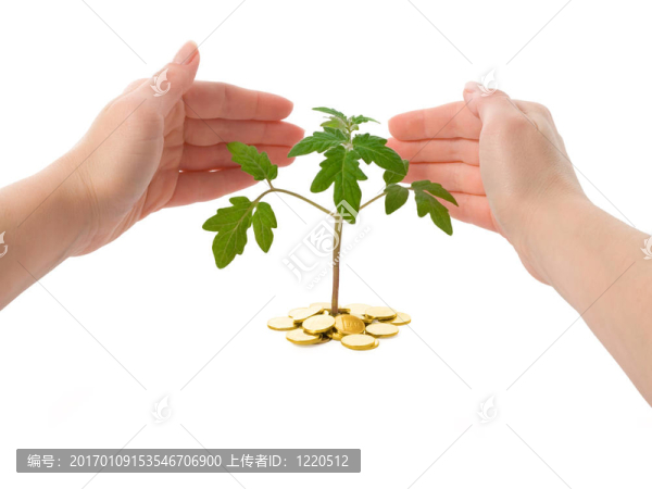保護植物的雙手