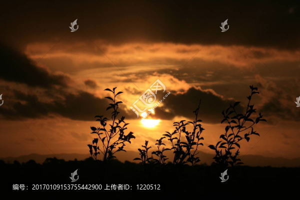 樹的日落剪影