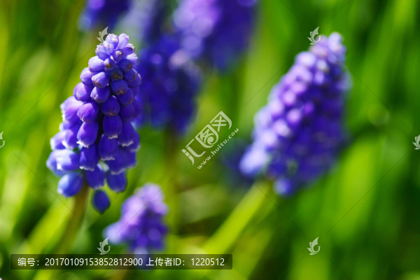 葡萄風(fēng)信子
