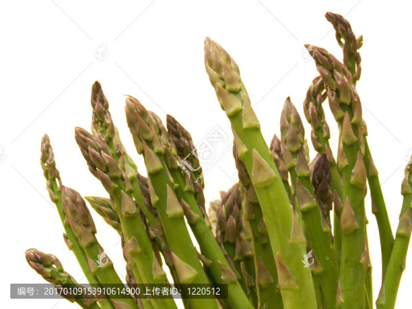 蘆筍-匯圖網(wǎng) www.fosd68.com 蘆筍