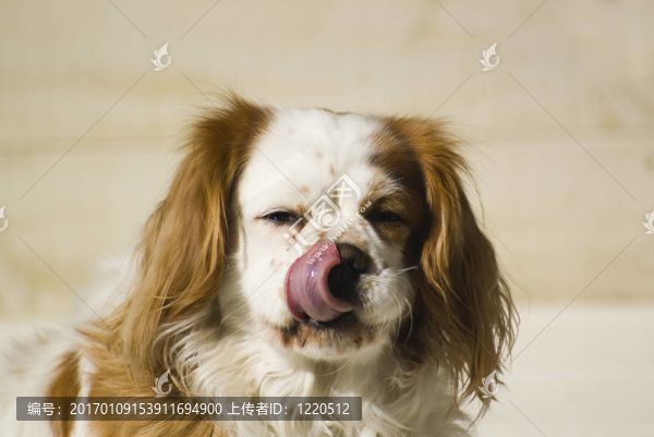 騎士舔自己的鼻子
