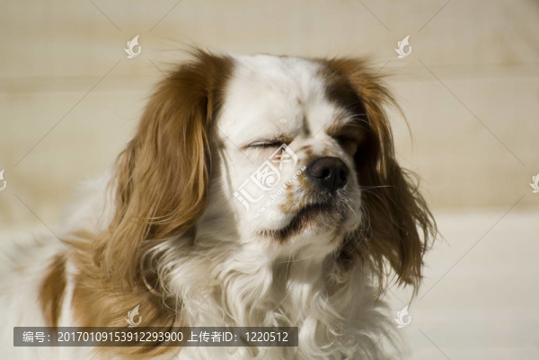 騎士享受陽光