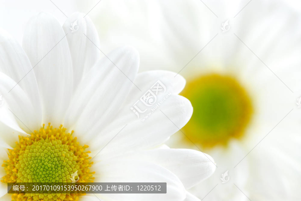 白色的雛菊