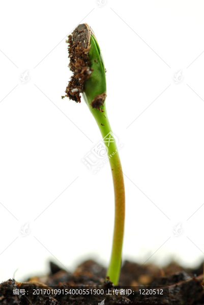 萌芽