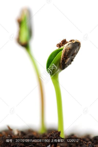 新芽
