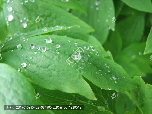 珠水