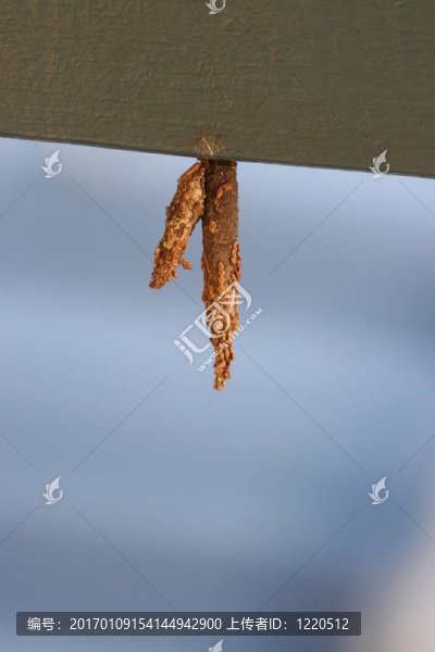 繭