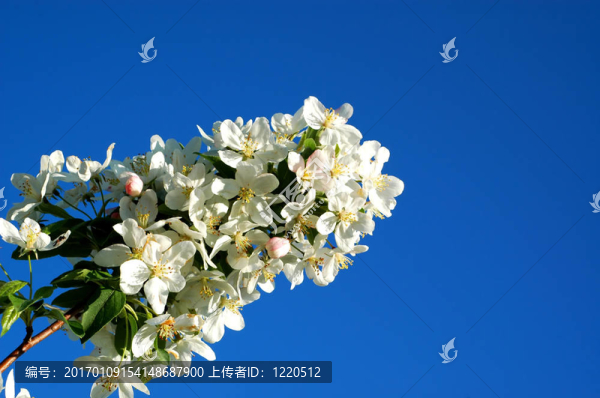 crabapple2