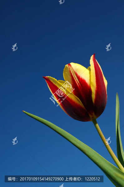 keizerskroon郁金香-匯圖網(wǎng) www.fosd68.com keizerskroon郁金香