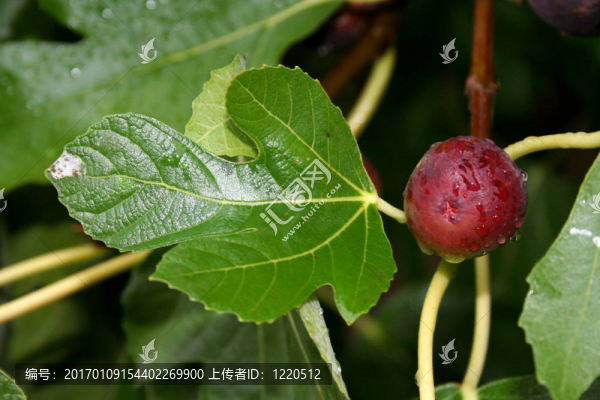 無(wú)花果樹(shù)的果實(shí)-匯圖網(wǎng) www.fosd68.com 無(wú)花果樹(shù)的果實(shí)