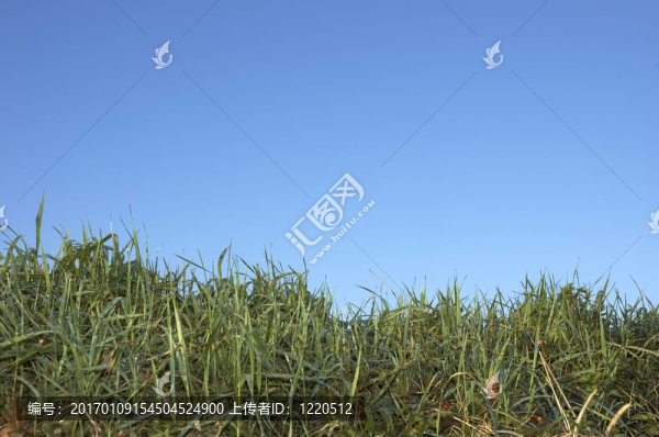 草地和天空