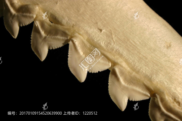 鯊魚鉗