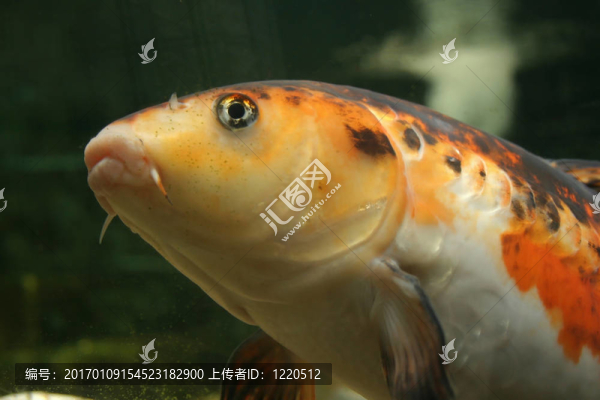 挑剔