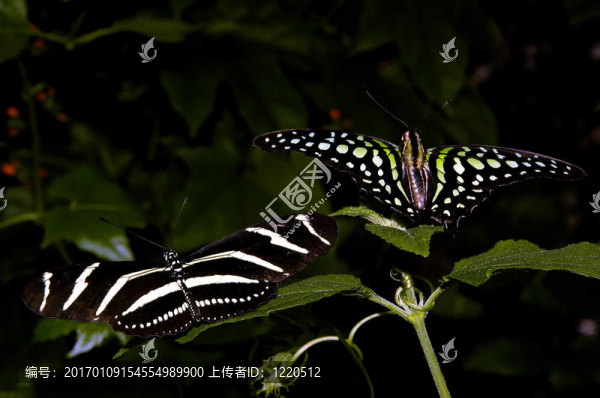 美麗的蝴蝶-匯圖網(wǎng) www.fosd68.com 美麗的蝴蝶