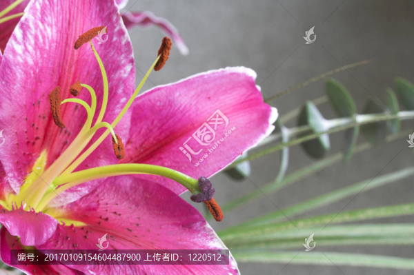 老虎莉莉