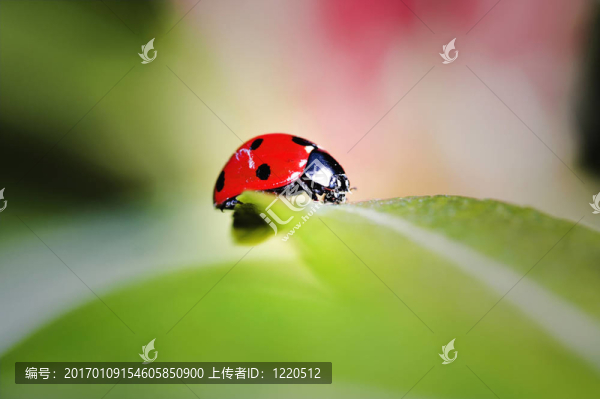 瓢蟲