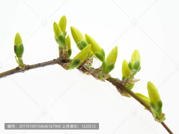 連翹花蕾