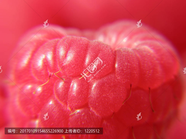 紅樹莓