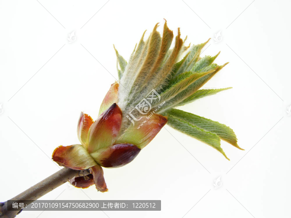 春天的花蕾