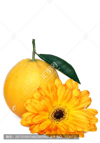 橙花