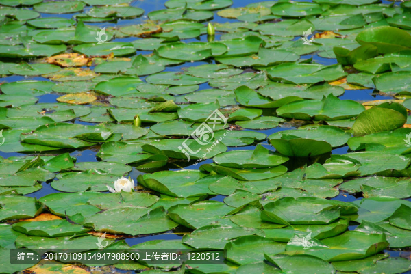 水百合
