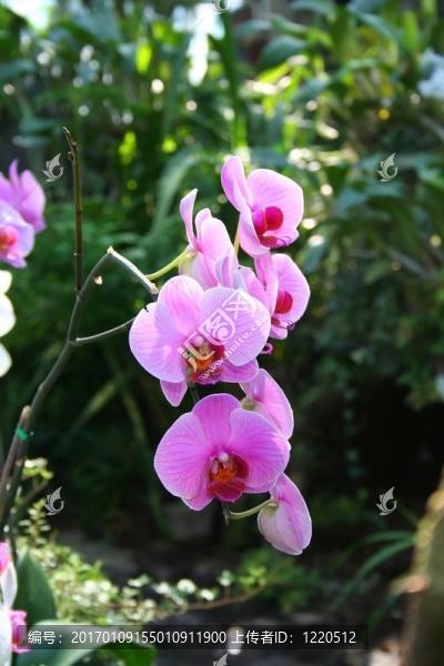 野生蘭花蝴蝶蘭；林Beau,Diane