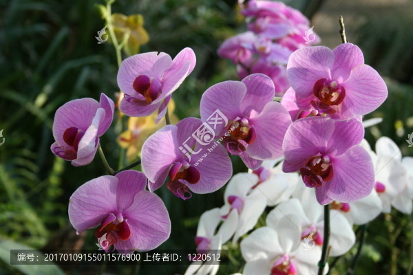 野生蘭花蝴蝶蘭；林Beau,Diane