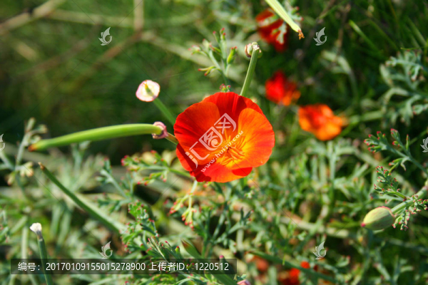 罌粟花