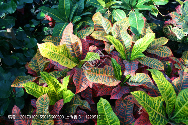 大自然圖片花卉花園