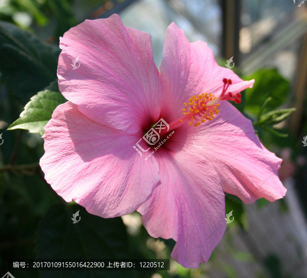 芙蓉花；蘇丹玫瑰
