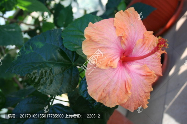 芙蓉花；蘇丹玫瑰