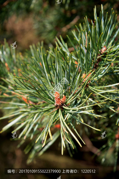 Pinus（Pinaceae）