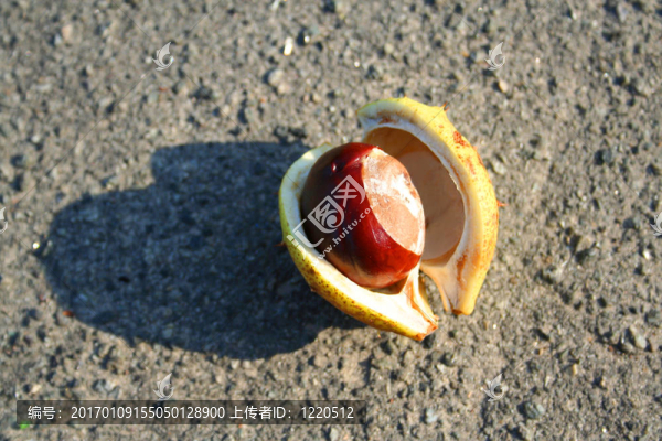 板栗