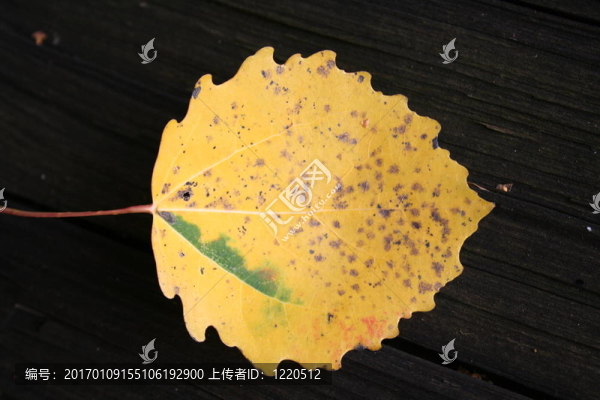 秋天的葉子