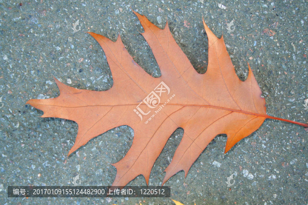 葉子在秋天-匯圖網(wǎng) www.fosd68.com 葉子在秋天