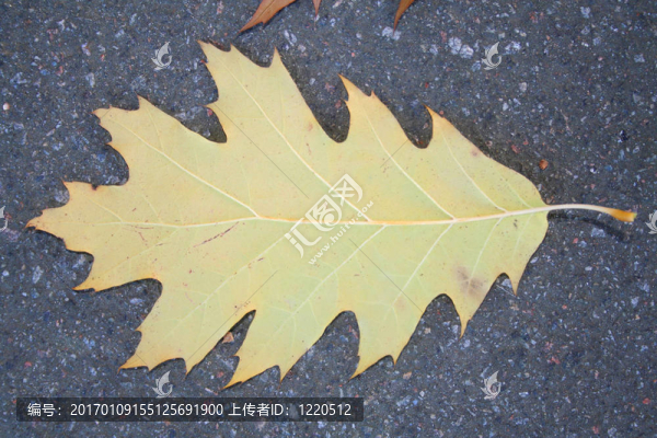 葉子在秋天